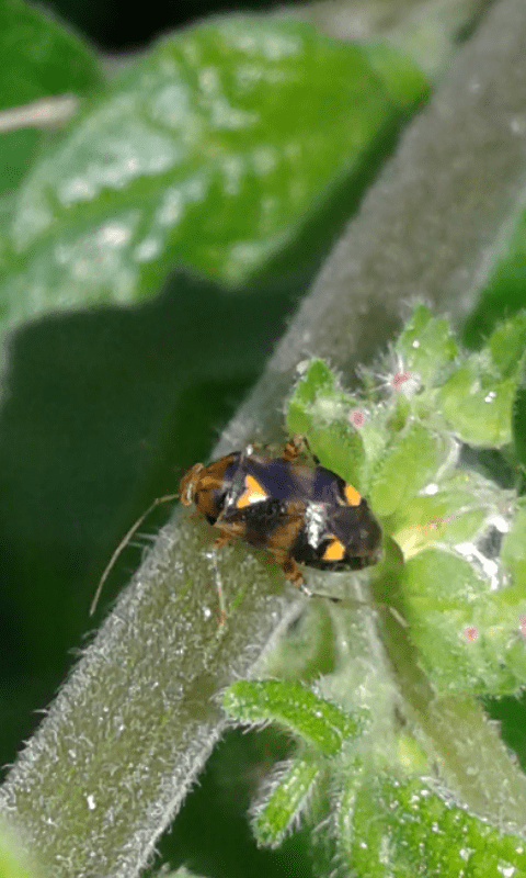 Liocoris tripustulatus (Miridae)?